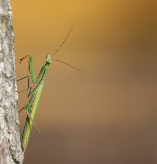 Mantide religiosa